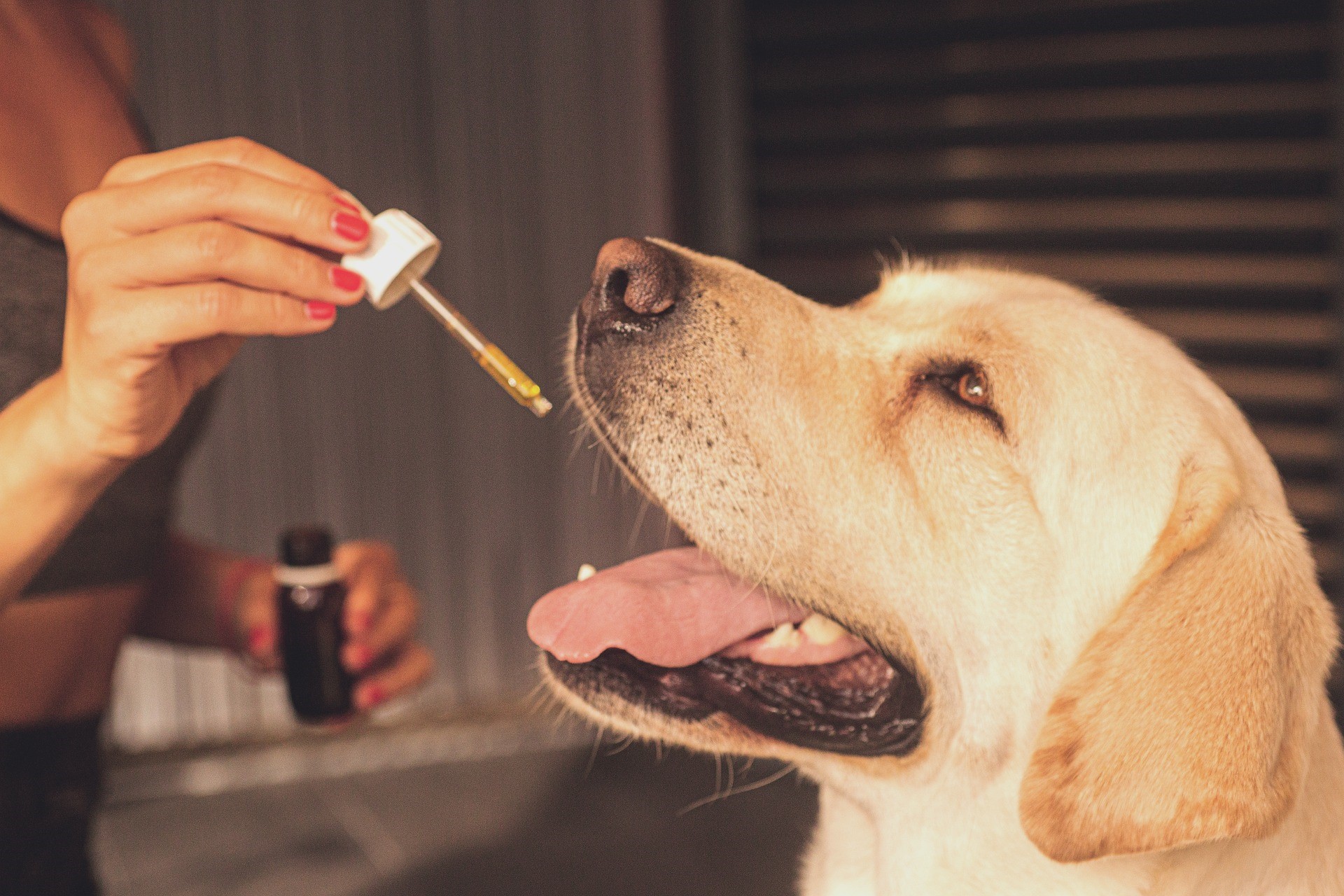 Where to Buy CBD for Dogs: Local Retailers You Can Trust